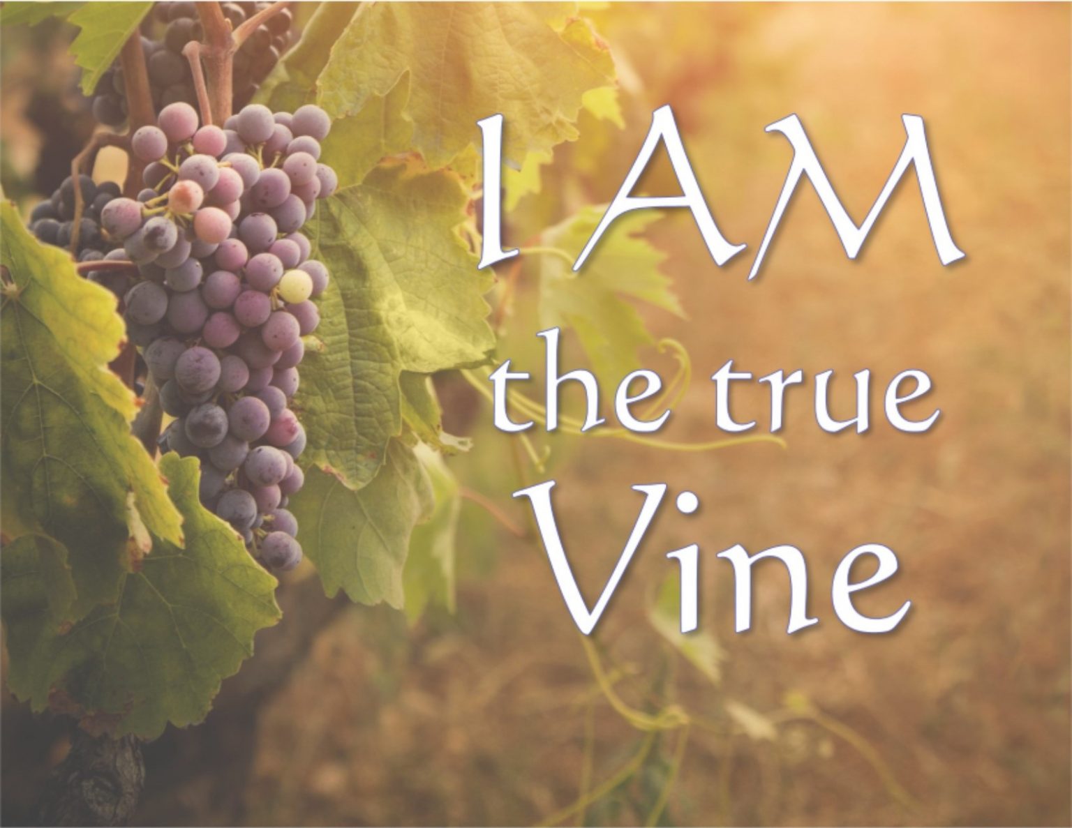 Jesus Said I AM The Vine